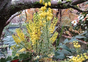 <i>Mahonia</i> x <i>media</i> 'Charity'