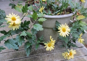 yellow mums