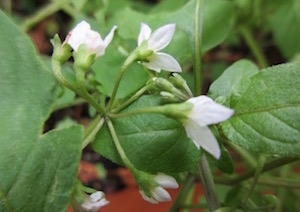 Black Nightshade