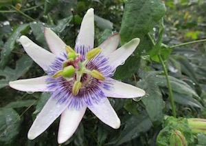 Passion Flower