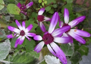 Pericallis Hybrid Senetti