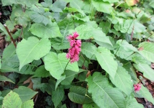 <i>Polygonum amplexicaule</i>