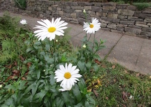 Shasta Daisy