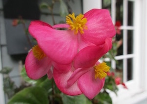 Wax begonia