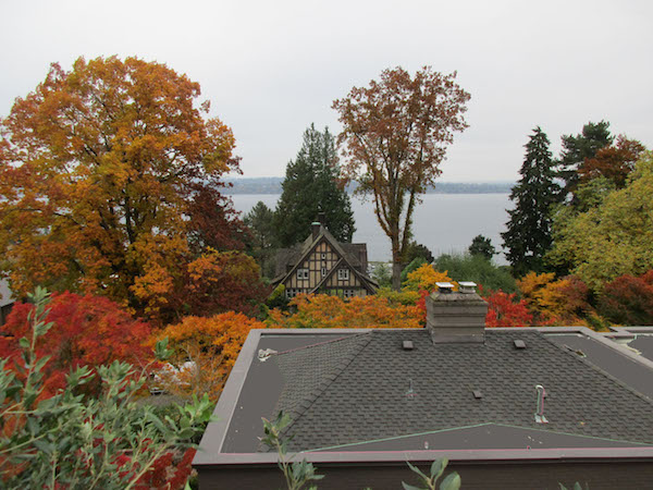 Seattle tree fall color