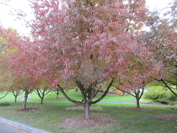 Cornelian Cherry Tree