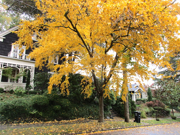 Yellow Birch fall color