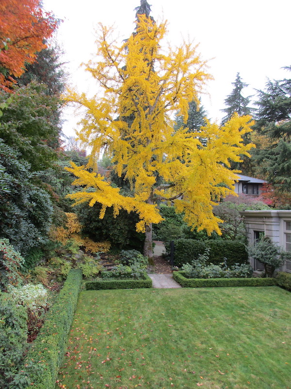 Ginkgo fall color