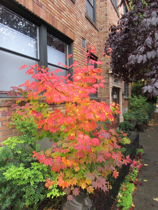 Vine Maple fall color