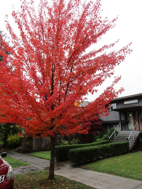 Red Maple fall color