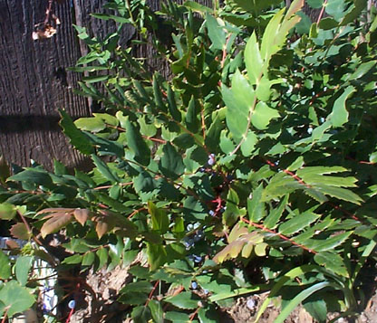 Low Oregon-grape photo