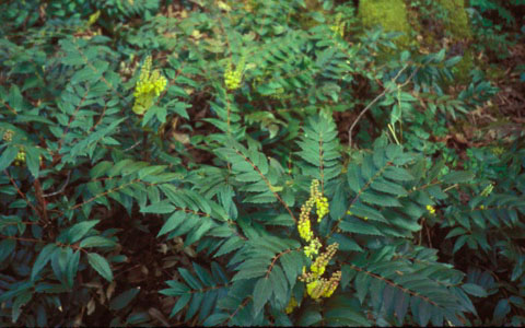 Low Oregon-grape in flower