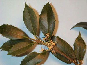 Osmanthus photo