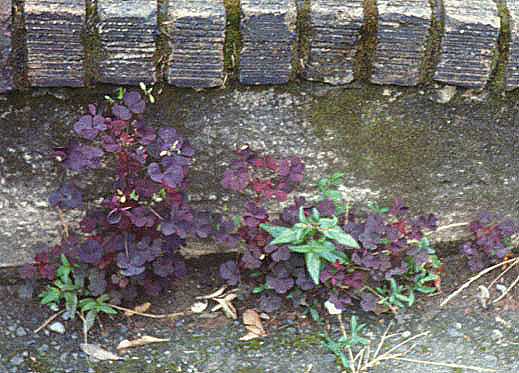 Creeping Yellow Sorrel