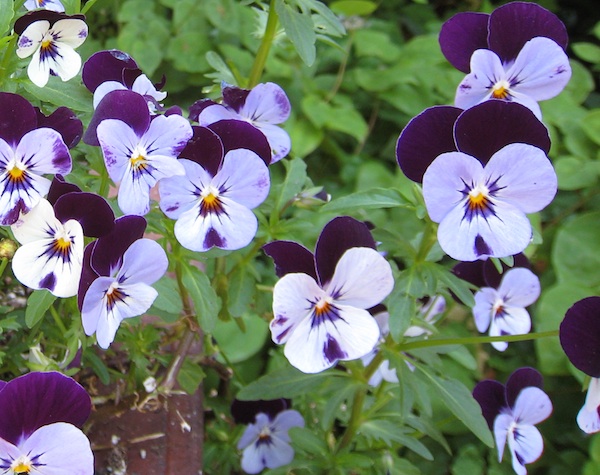 Pansies