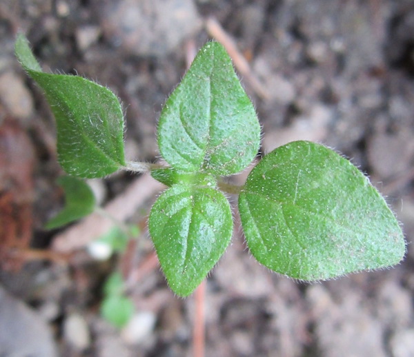 Parietaria judaica