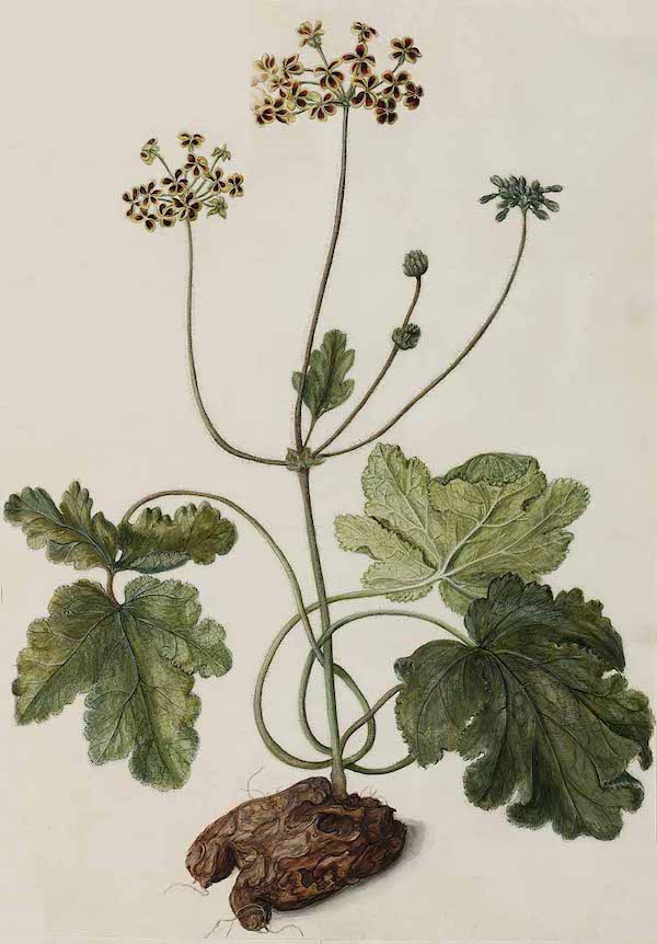 Pelargonium lobatum