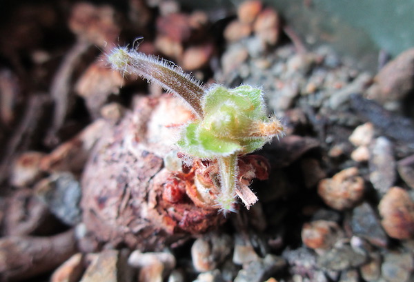 Pelargonium lobatum