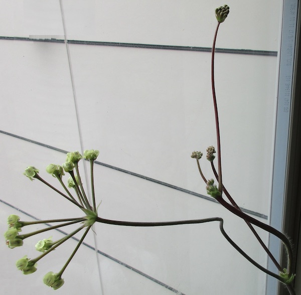 Pelargonium lobatum