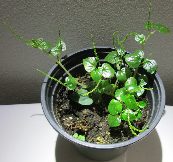 Peperomia pellucida