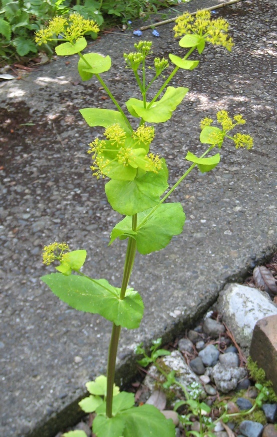 Perfoliate Alexanders flowers photo