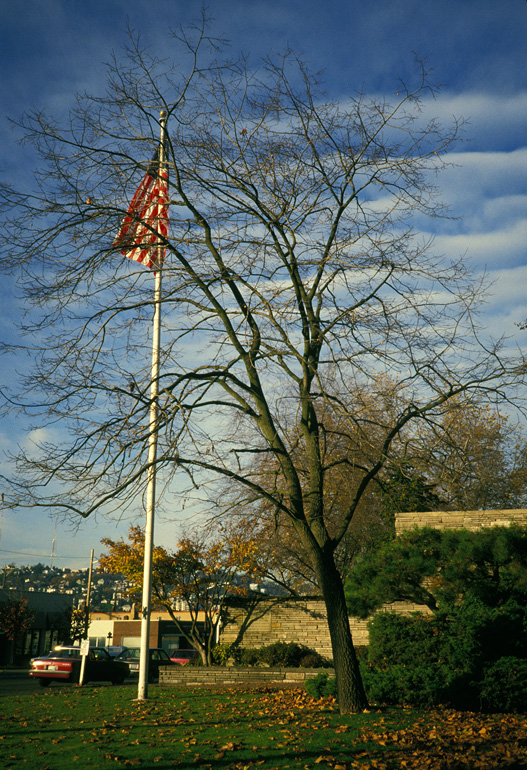 Denny Park persimmon tree in autumn