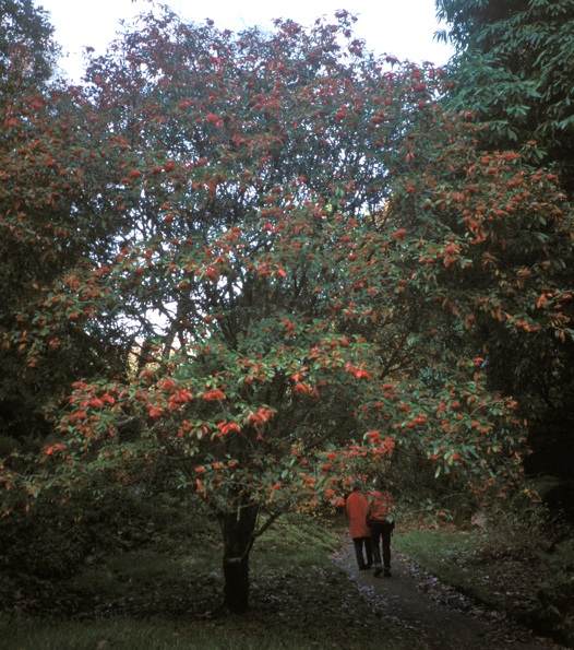 Photinia Davidiana photo