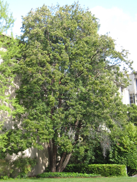 Photinia Davidsoniæ Berkeley Campus photo