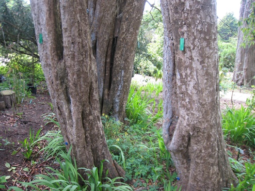 Photinia Davidsoniæ Strybing Arboretum photo