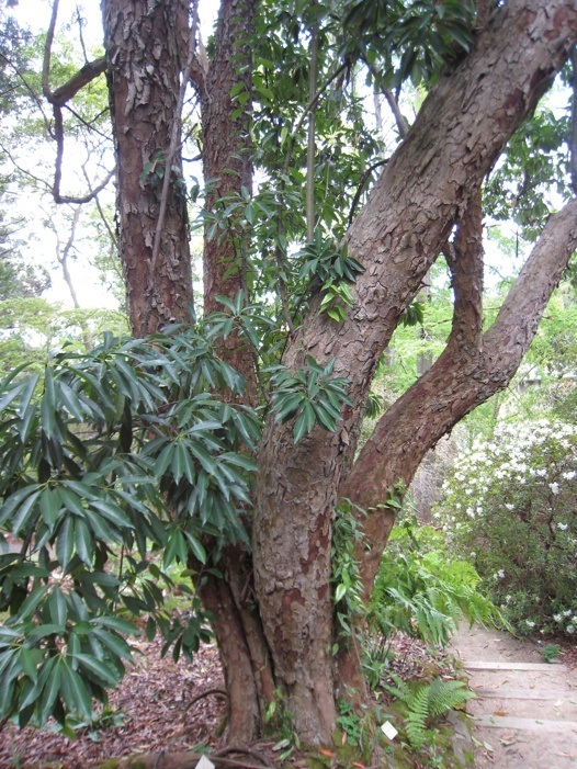 Photinia Davidsoniæ Berkeley Botanic Garden photo