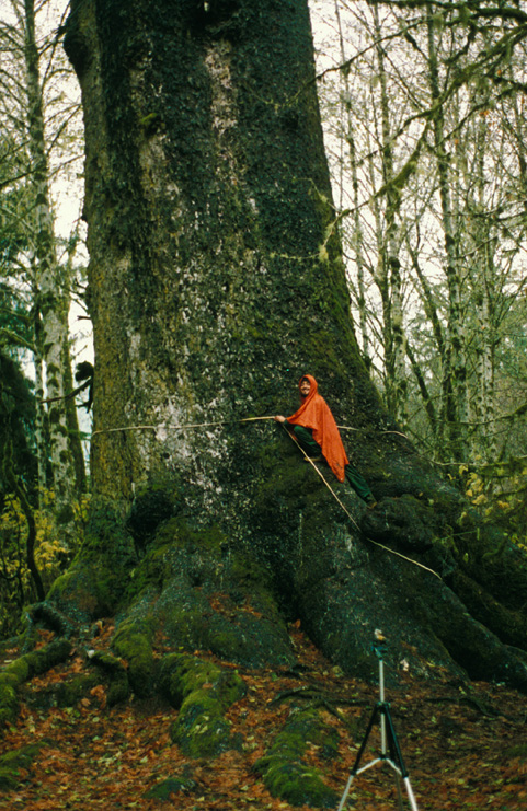 Sitka Spruce November 1987