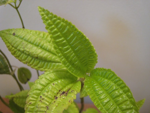 Pilea grandifolia