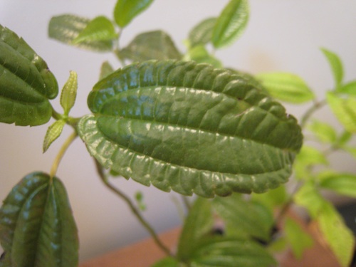 Pilea grandifolia 'Coral'