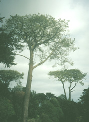 Torrey Pines at Strybing