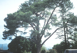 Torrey Pine at Carpinteria