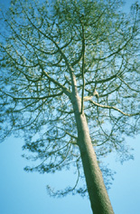 Torrey Pine at Strybing