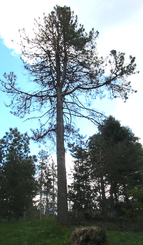 Pinus attenuata