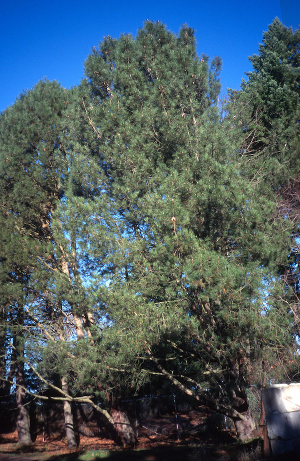 Pinus attenuata