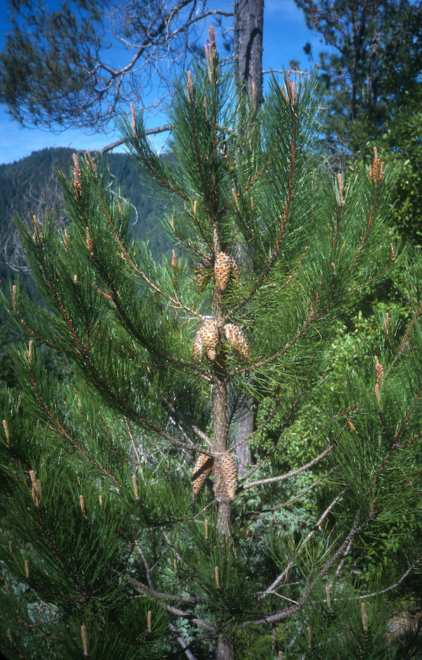 Pinus attenuata