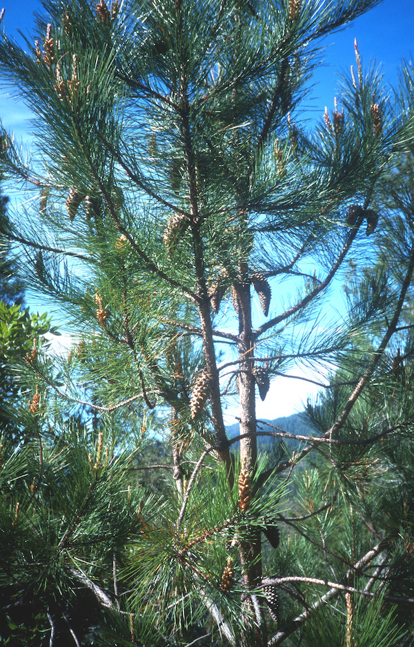 Pinus attenuata