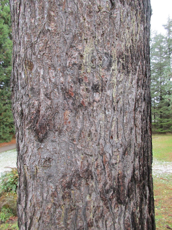 Pinus attenuata