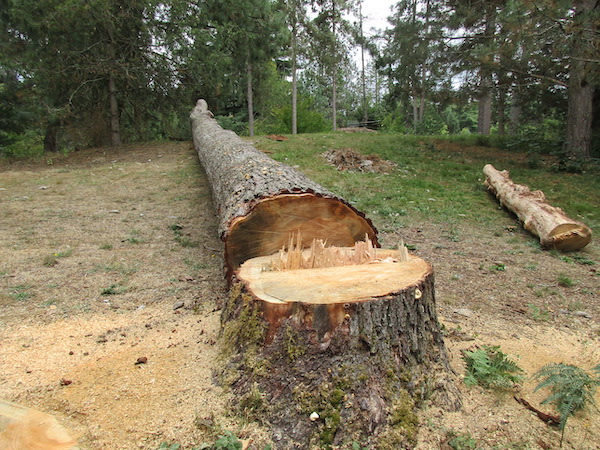 Pinus attenuata