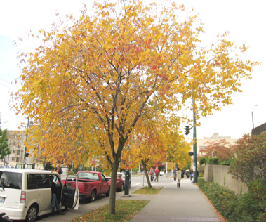 Pioneer Elms by Schmitz Hall