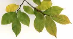 Pioneer Elm twig & leaves