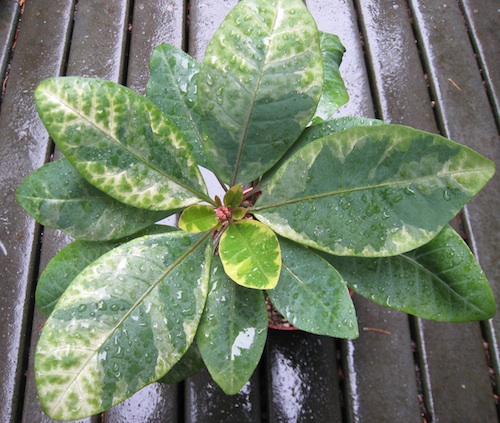 ornamental variegated Pisonia with flower buds