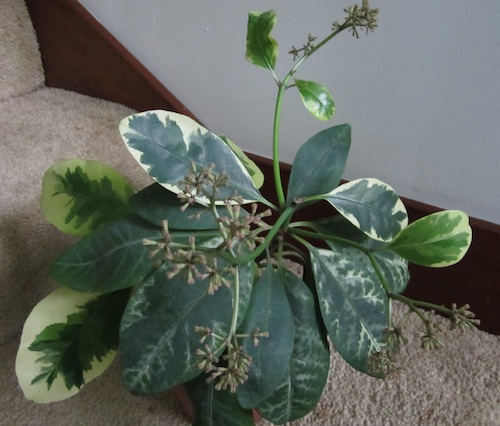 ornamental variegated Pisonia with flowers