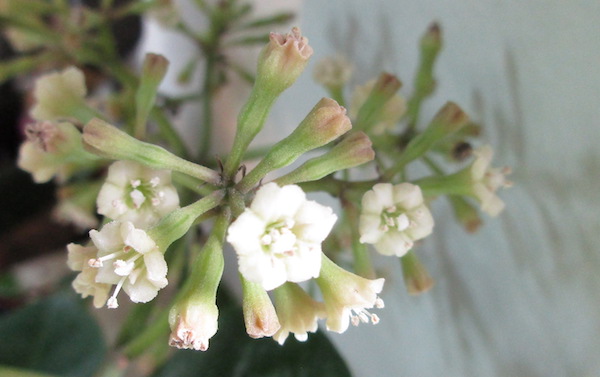 Pisonia Brunoniana 'Variegata'