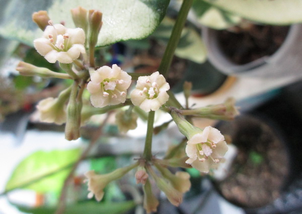 Pisonia Brunoniana 'Variegata'