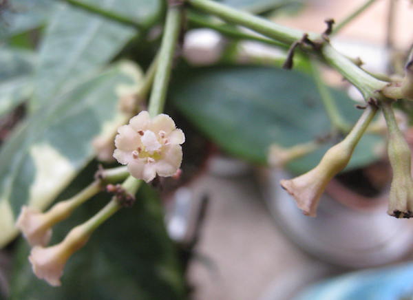 Pisonia Brunoniana 'Variegata'