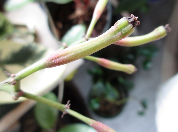 Pisonia Brunoniana 'Variegata'